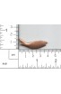 Poisson, baleine 40 X 15 mm - ( Paquet de 10 ) Cuivre Ref: 891